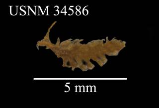 To NMNH Extant Collection (Tomopteris (Johnstonella) pacifica Izuka, USNM 34586, dorsal)