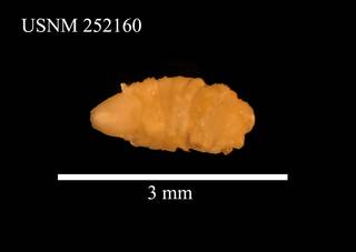 To NMNH Extant Collection (Uromunna cf. nana, USNM 252160, dorsal)