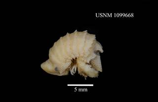 To NMNH Extant Collection (Cymodoce amplifrons, USNM 1099668, lateral)