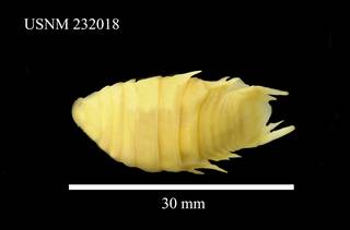 To NMNH Extant Collection (Nerocila acuminata Schioedte & Meinert, USNM 232018, dorsal)