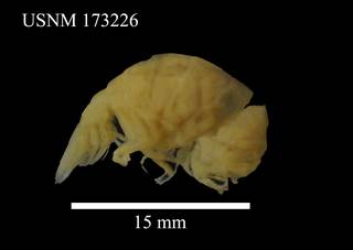 To NMNH Extant Collection (Nococryptus angustus Schultz, USNM 173226, lateral)