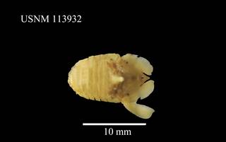 To NMNH Extant Collection (Paraisocladus perforatus, USNM 113932, dorsal)