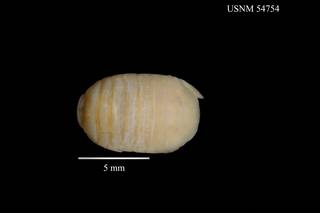 To NMNH Extant Collection (Sphaeroma quoyanum Milne Edwards, USNM 54754, dorsal)
