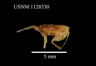 To NMNH Extant Collection (Paraeuchaeta abbreviata, USNM 1128530, lateral)