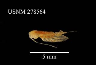 To NMNH Extant Collection (Paraeuchaeta biloba, USNM 278564, lateral)
