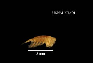 To NMNH Extant Collection (Paraeuchaeta exigua, USNM 278601, lateral)
