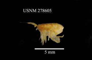 To NMNH Extant Collection (Paraeuchaeta gracilicauda, USNM 278605, lateral)