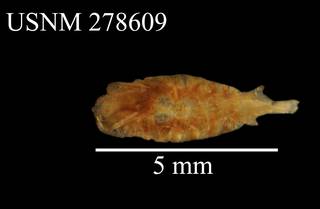 To NMNH Extant Collection (Paraeuchaeta gracilis, USNM 278609, dorsal)