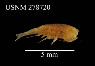 To NMNH Extant Collection (Paraeuchaeta pseudotonsa, USNM 278720, lateral)