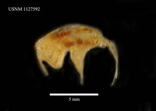 To NMNH Extant Collection (Paraeuchaeta sarsi, USNM 1127592, lateral)