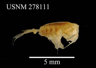 To NMNH Extant Collection (Paraeuchaeta tonsa, USNM 278771, lateral)