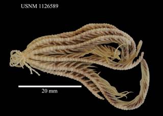 To NMNH Extant Collection (Florometra mawsoni Clark, USNM 1126589)