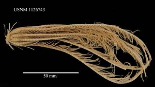 To NMNH Extant Collection (Florometra asperrima, USNM 1126743)