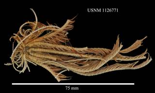 To NMNH Extant Collection (Florometra magellanica, USNM 1126771, lateral)
