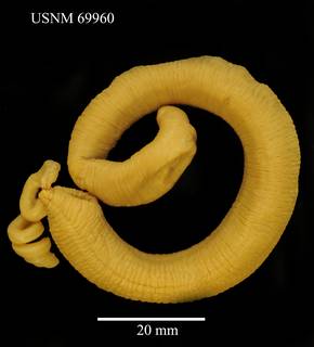 To NMNH Extant Collection (Parborlasia corrugatus, USNM 69960)