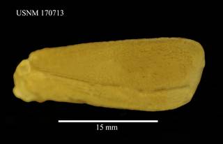 To NMNH Extant Collection (Phascolion lutense Selenka, USNM 170713, ventral)