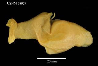 To NMNH Extant Collection (Pseudoikedella achaeta, USNM 83959, dorsal)