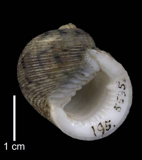 To NMNH Extant Collection (IZ MOL 5595 Nerita crassa Holotype Shell Apertural View)