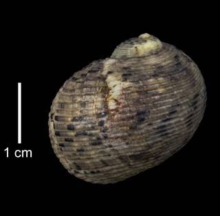 To NMNH Extant Collection (IZ MOL 5595 Nerita crassa Holotype Shell Dorsal View)