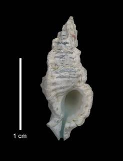 To NMNH Extant Collection (IZ MOL 869511 Shell Apertural view)