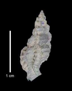 To NMNH Extant Collection (IZ MOL 869511 Shell Dorsal view)