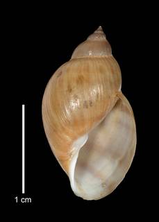 To NMNH Extant Collection (IZ MOL 5545 Holotype Shell apertural view)