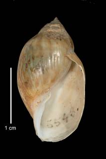 To NMNH Extant Collection (IZ MOL 5543 Holotype Shell apertural view)