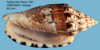 To NMNH Extant Collection (IZ MOL 859871 Shell Apertural view)