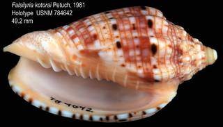 To NMNH Extant Collection (IZ MOL 784642 Holotype Shell Apertural view)