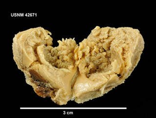 To NMNH Extant Collection (Isotealia cf. antarctica, cross section)