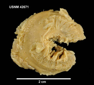 To NMNH Extant Collection (Isotealia cf. antarctica, ventral)