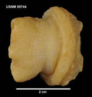 To NMNH Extant Collection (59744 [COE] Epiactis georgiana, lateral)