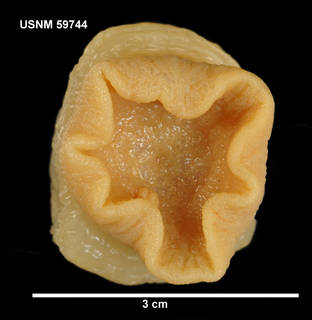 To NMNH Extant Collection (59744 [COE] Epiactis georgiana, ventral)