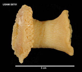 To NMNH Extant Collection (59751 [COE] Capnea georgiana, lateral)