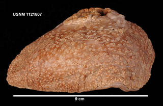 To NMNH Extant Collection (1121807 [IZ] Liponema multipora, lateral)