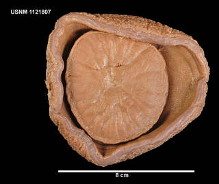 To NMNH Extant Collection (1121807 [IZ] Liponema multipora, ventral)