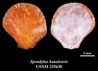 To NMNH Extant Collection (IZ MOL 335638 Spondylus kauaiensis Holotype)