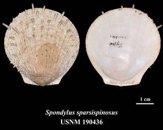 To NMNH Extant Collection (IZ MOL 190436 Spondylus sparisispinosus Holotype)