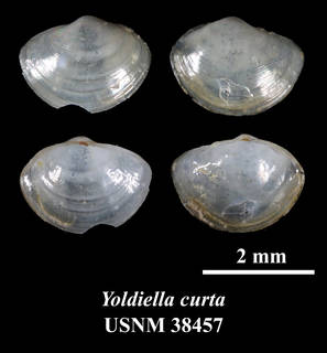 To NMNH Extant Collection (IZ MOL 38457 Yoldiella curta Holotype)