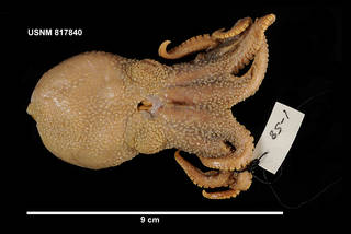 To NMNH Extant Collection (817840 [MOL] Pareledone charcoti, dorsal)
