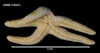 To NMNH Extant Collection (1120513 [IZ] Henricia parva, ventral)