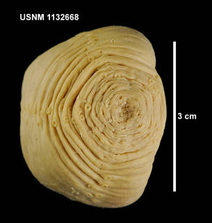 To NMNH Extant Collection (1132668 [IZ] Heterocucumis steineni, posterior)