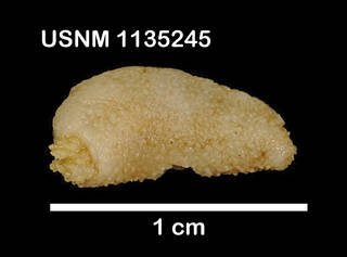To NMNH Extant Collection (1135245 [IZ] Psolidium gaini, lateral)