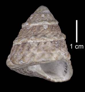 To NMNH Extant Collection (IZ MOL 222318 Holotype Shell Apertural view)