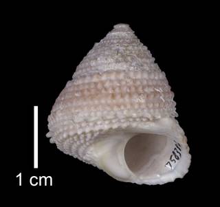 To NMNH Extant Collection (IZ MOL 758386 Holotype Shell Apertural view)