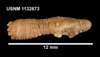 To NMNH Extant Collection (1132673 [IZ] Taeniogyrus contortus, lateral)