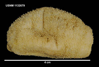 To NMNH Extant Collection (1132679 [IZ] Crucella scotiae, lateral)