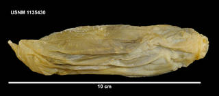 To NMNH Extant Collection (1135430 [IZ] Molpadia liska, lateral 2)