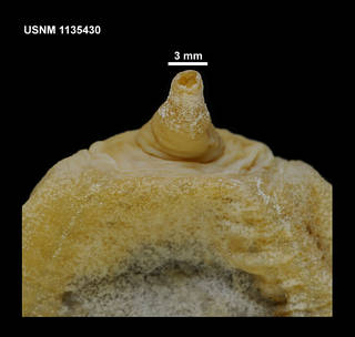 To NMNH Extant Collection (1135430 [IZ] Molpadia liska, posterior)