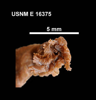 To NMNH Extant Collection (E16375 [ECH] Trochodota purpurea, anterior)